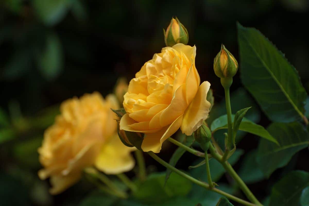 Graham Thomas Austin rose in yellow bloom.