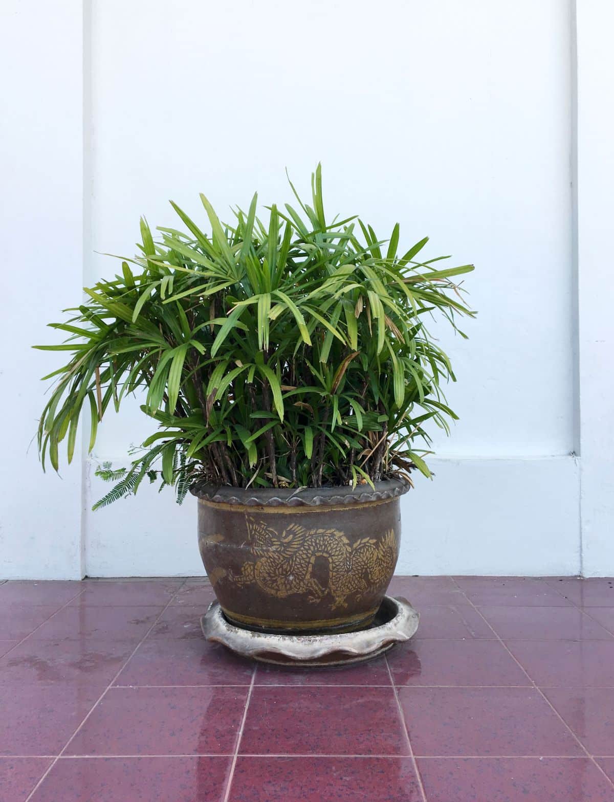 A young Lady Palm in a brown pot on a floor.