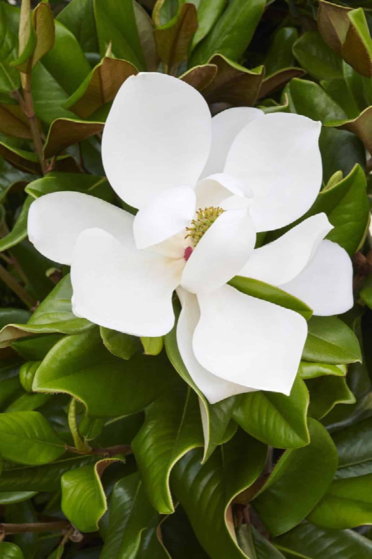 Baby Grand (magnolia grandiflora ‘Strgra’) white flower.