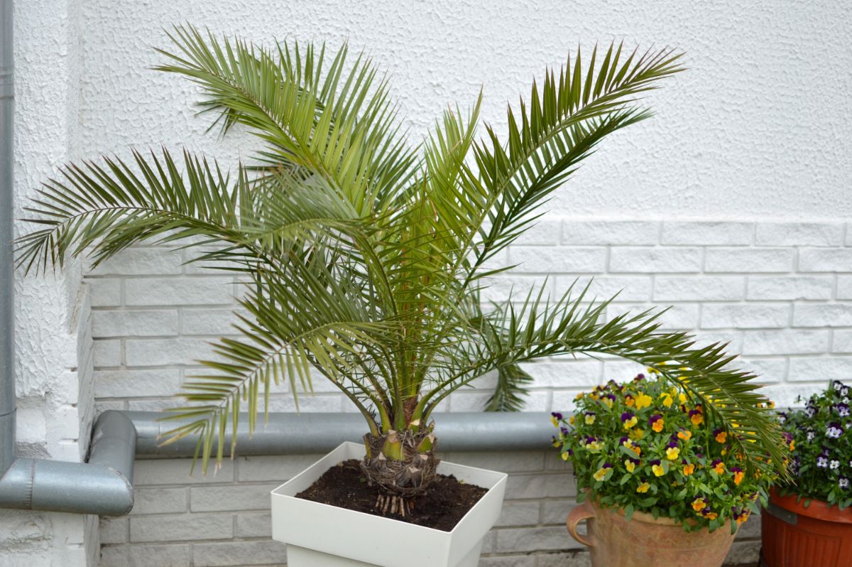 Majesty Palm in a white pot near a white wall.