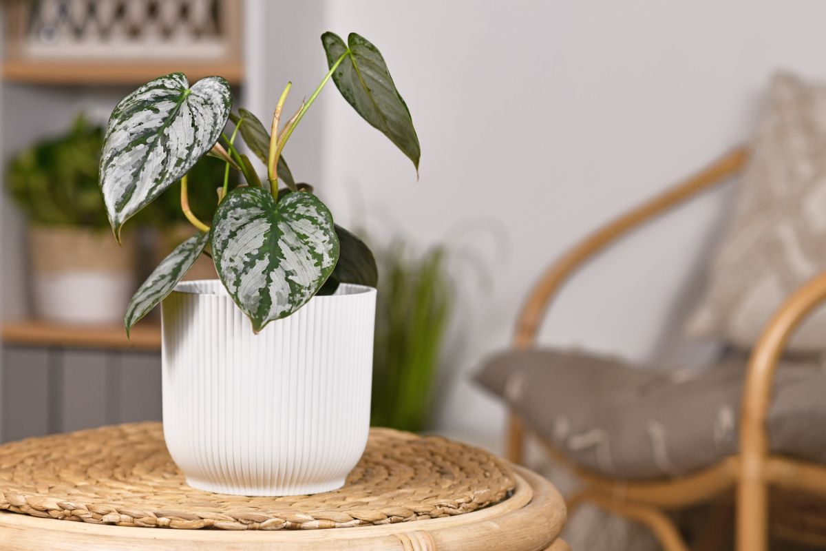 Philodendron with striped foliage in a white pot on a small table.