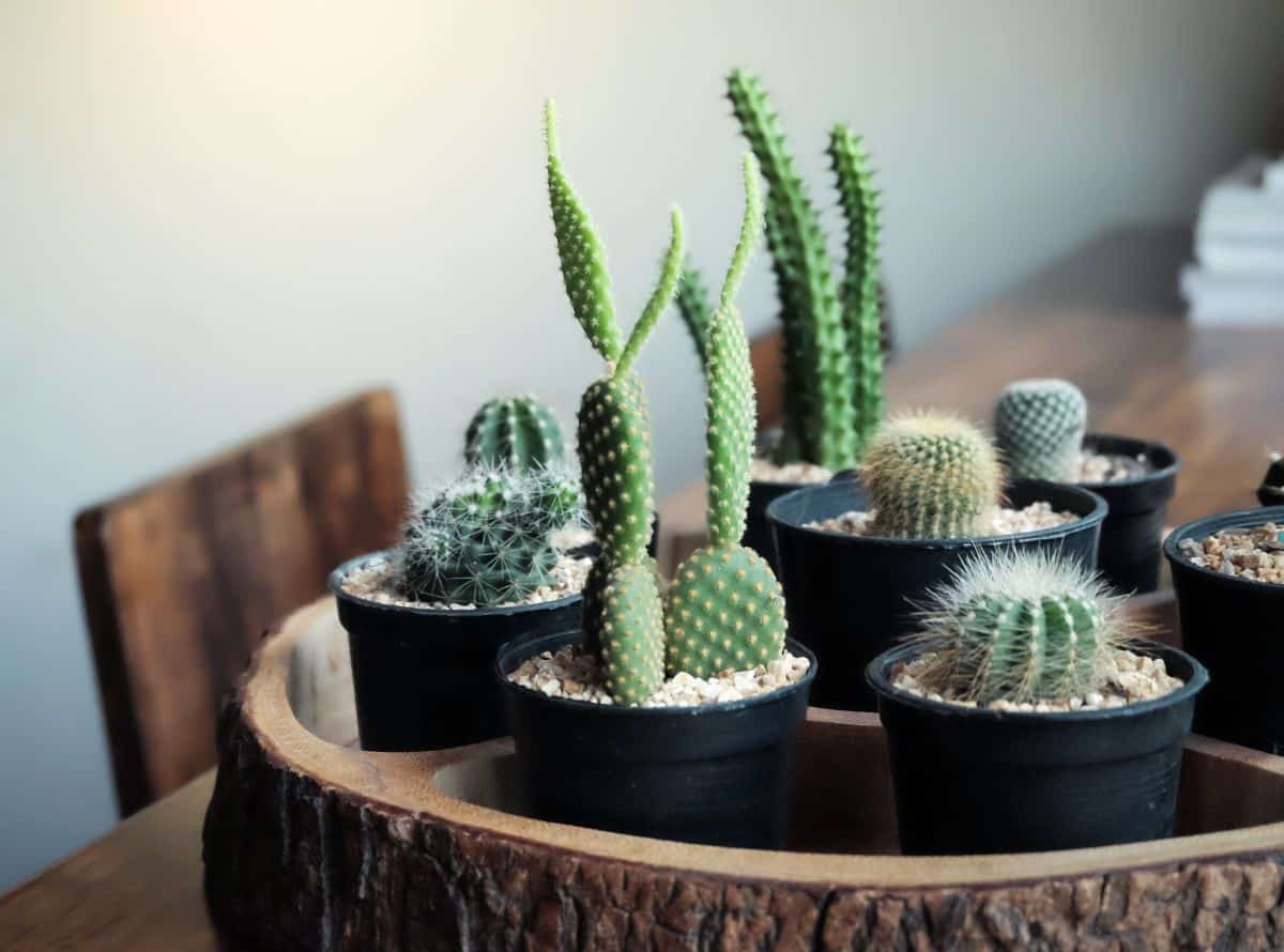 Different varieties of cactuses in pots in a log tray.