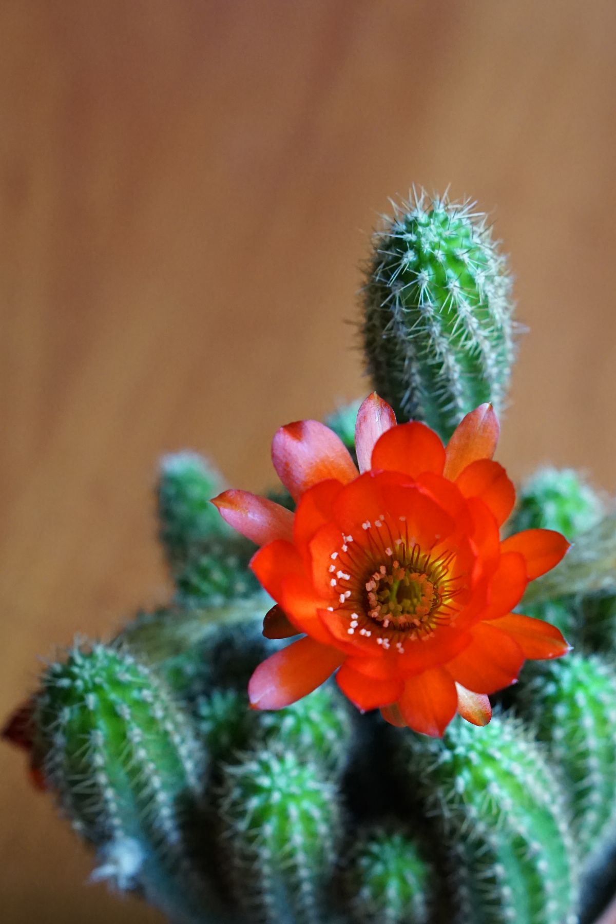 Chamaelobivia cactus with a vibrant.-red flower.