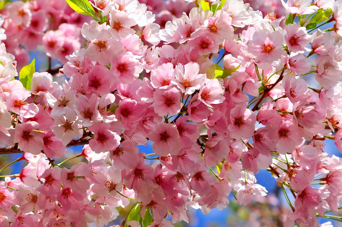 Beautiful pink flowers of a Cherry Blossom plant.