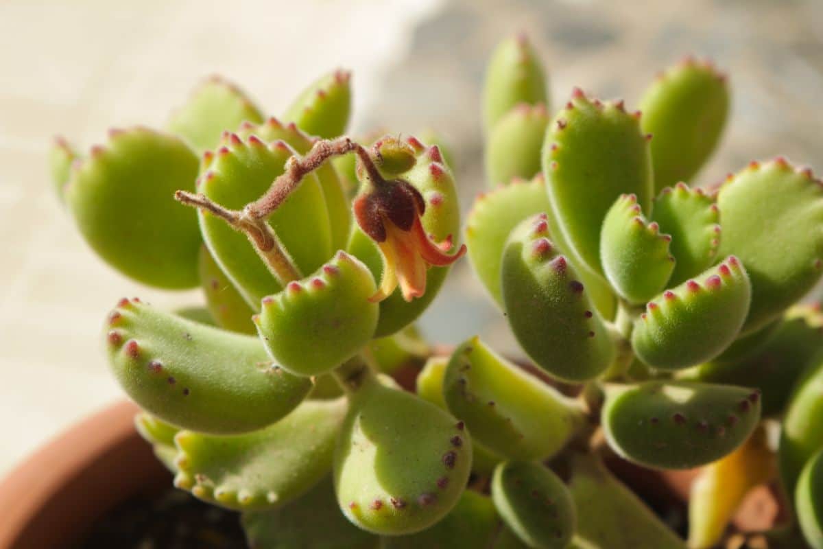 A close-up of a Bear Paws succulent in a pot.