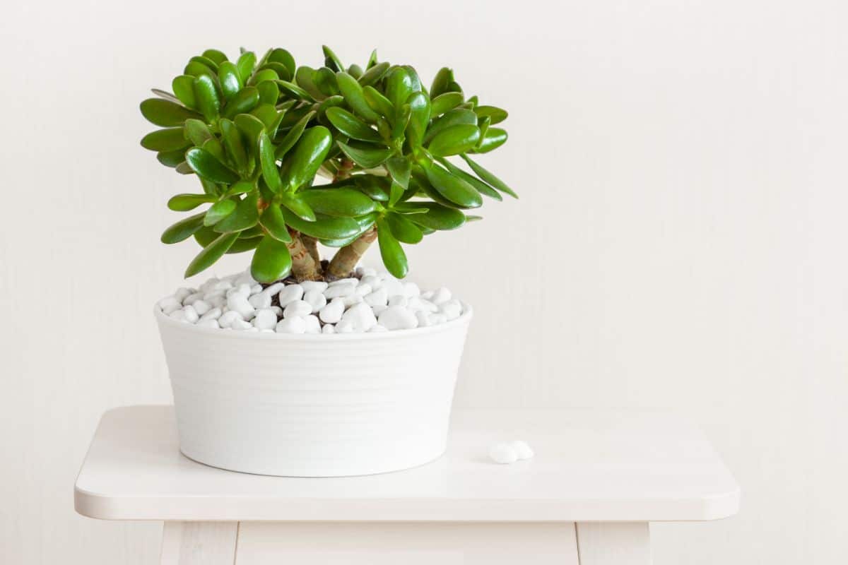 Thick-leaves Jade Tree grows in a blue pot on a white stool.