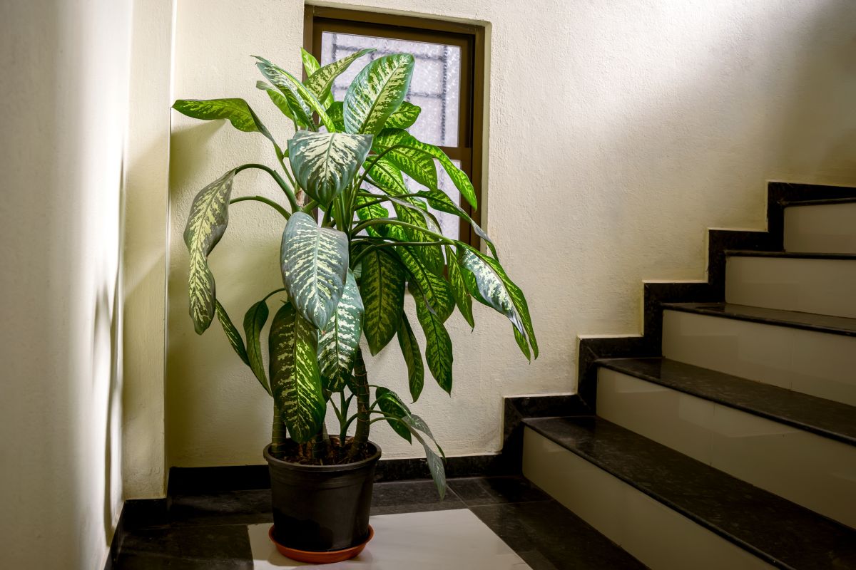A tall Dumb Cane plant in a black pot near the stairs.