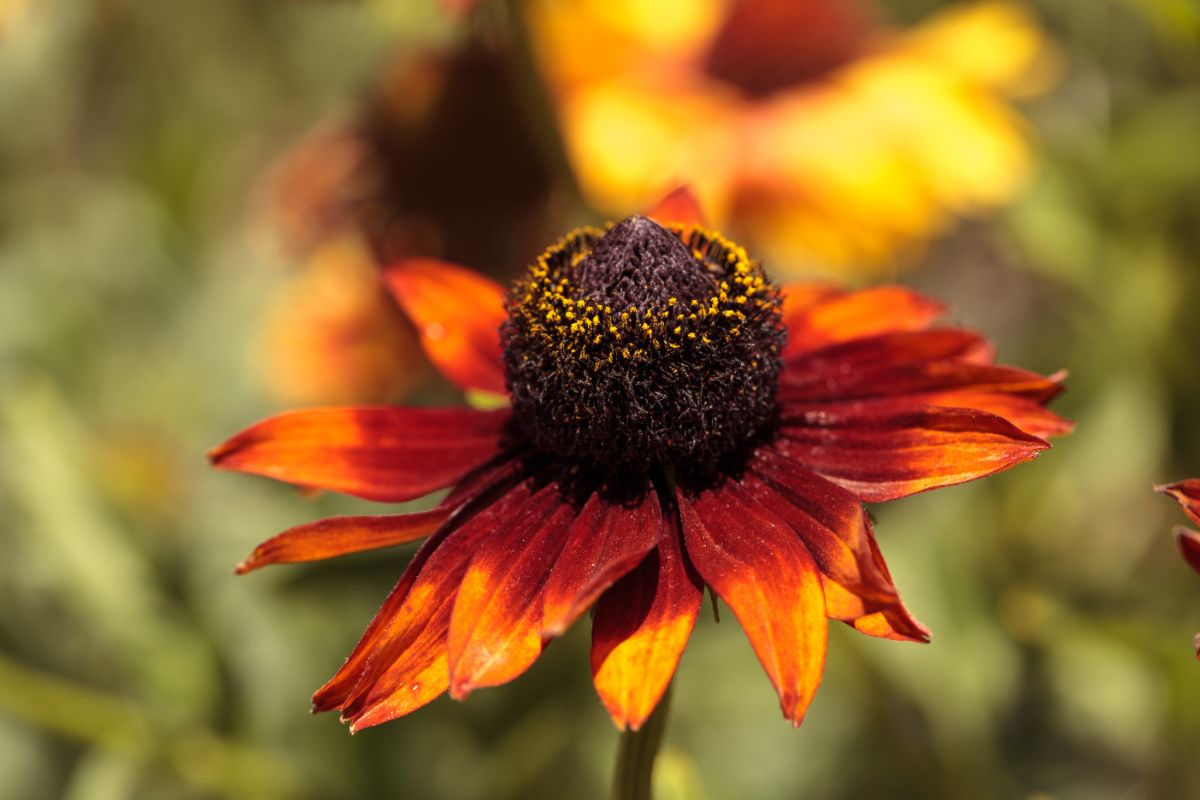 A close-up of a Echibeckia ‘Summerina Brown’ flower.