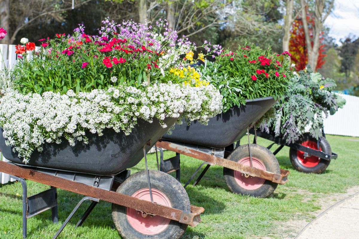 Three wheelbarrows were used as flower beds.
