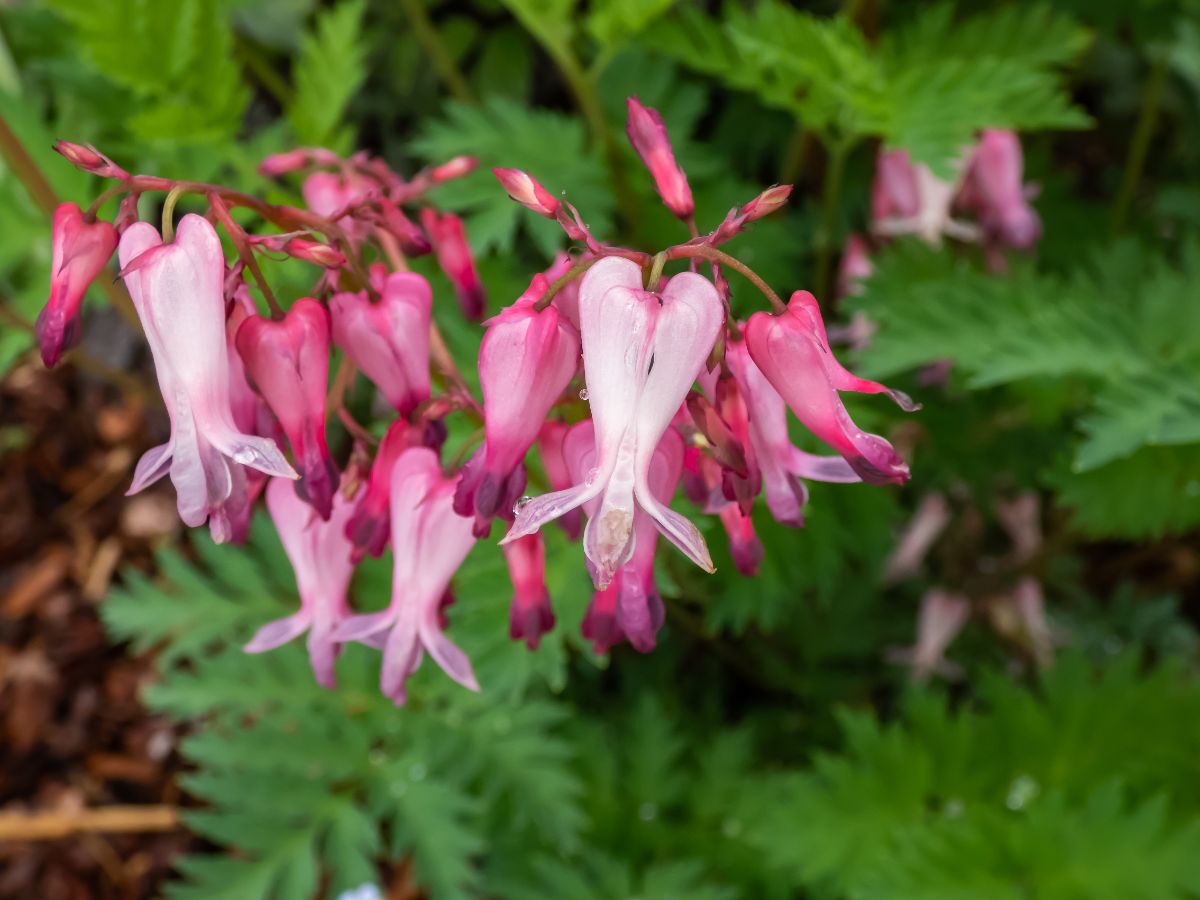 A close-up of Fringed Bleeding heart flowers on a stem.