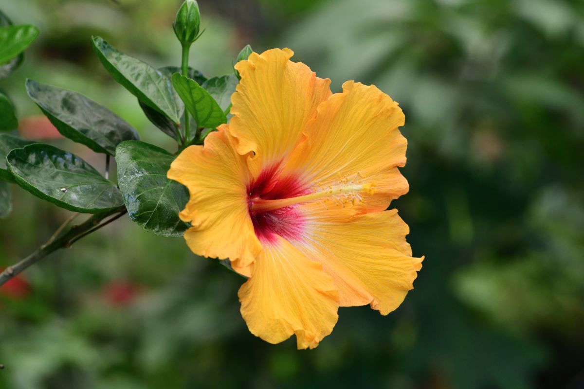 A yellow flower of Hibiscus with a red center.