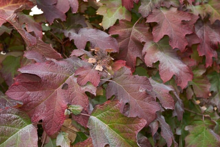 20 Most Popular Plants With Purple Leaves