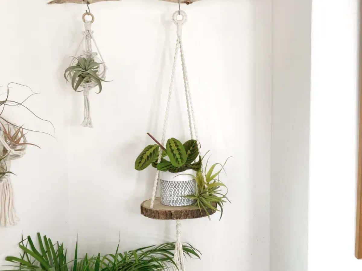 Basic DIY Macrame Hanging Shelf with a prayer plant in a pot.
