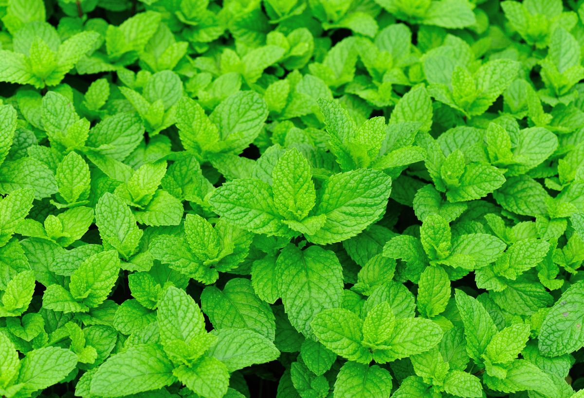 Mint plants with vibrant-green foliage.
