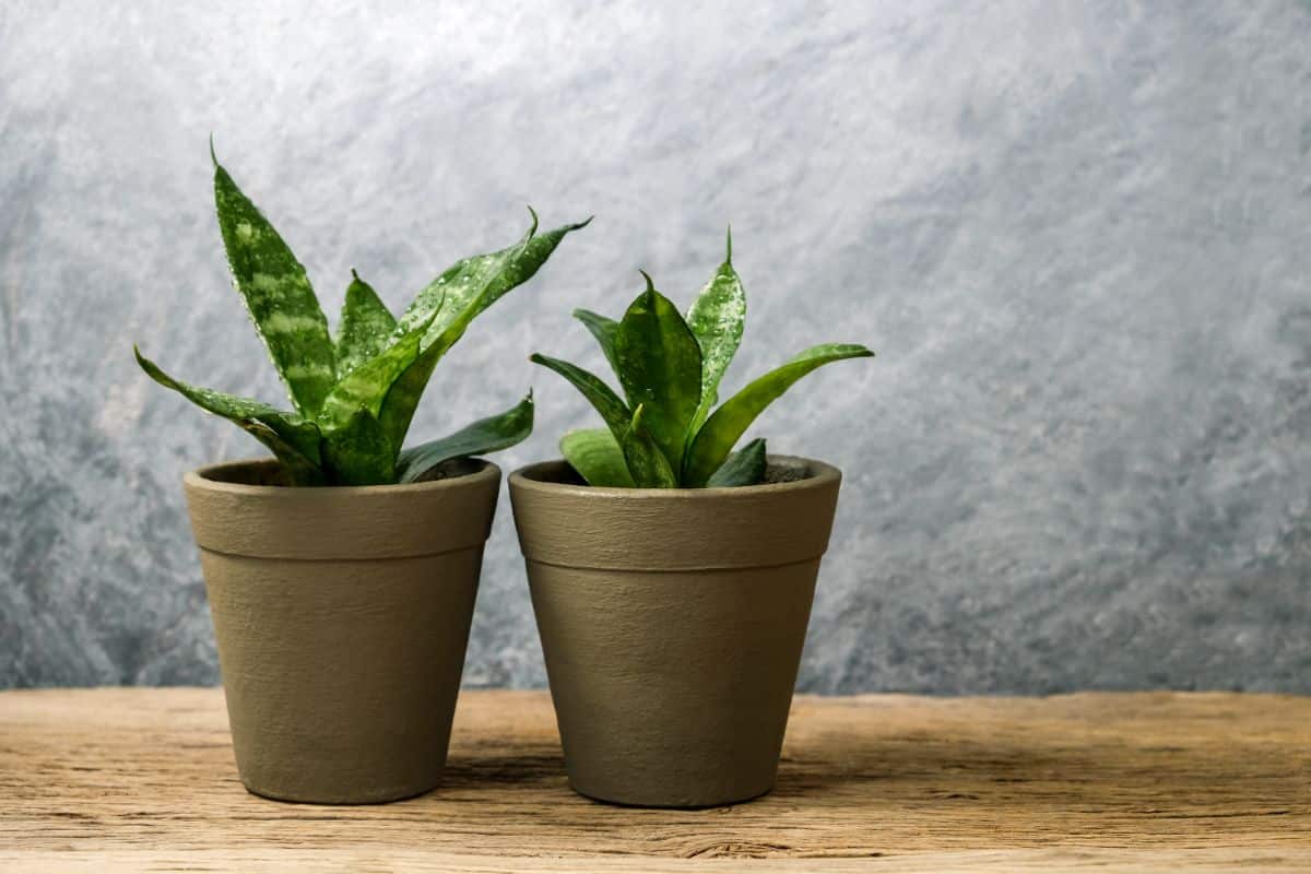 Two snake plants with striped foliage in two gray pots.