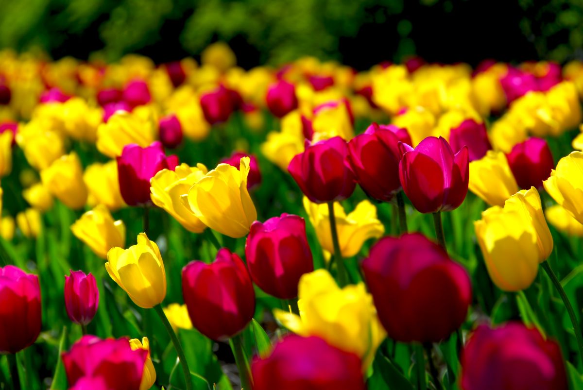 A field full of flowering Tulips of different colors.