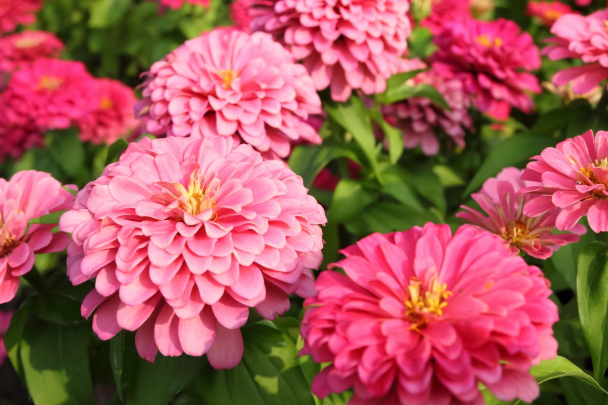 A close-up of blooming flowers of a Zinnia.