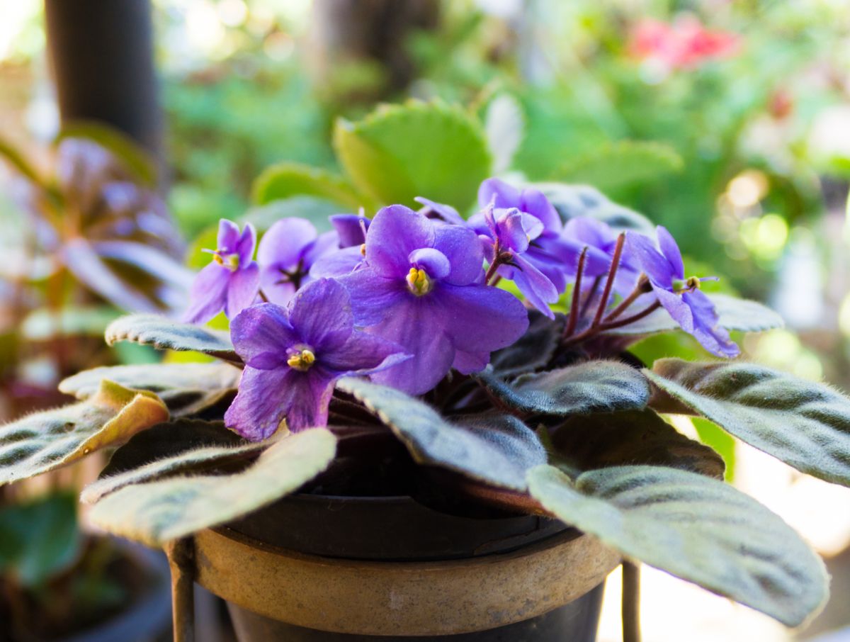 African violet in purple bloom in a pot.