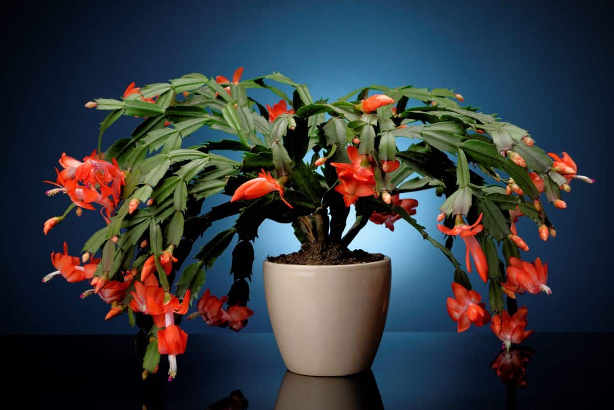 Christmas Cactus in full red bloom growing in a pot on a dark background.