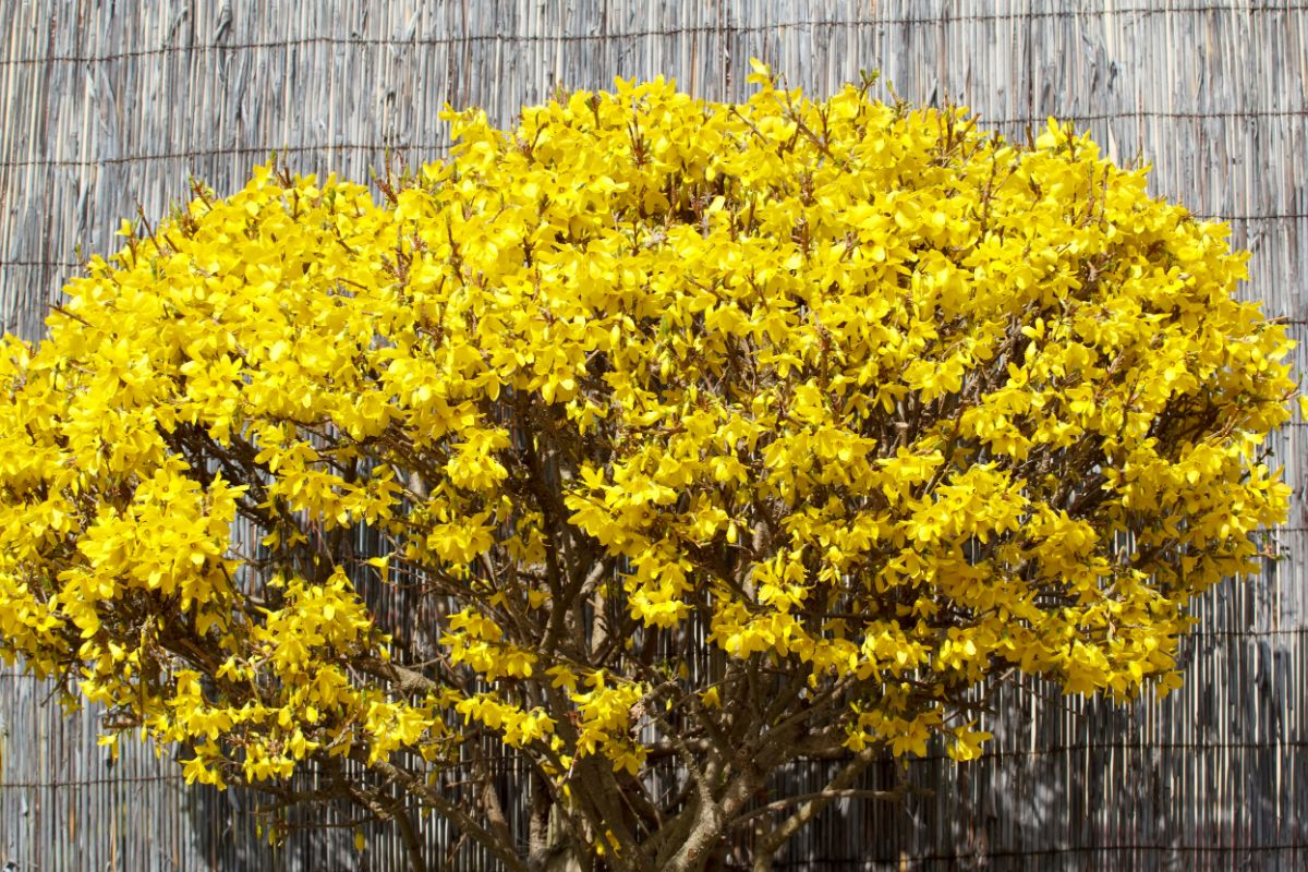 Forsythia in yellow bloom on a sunny day.