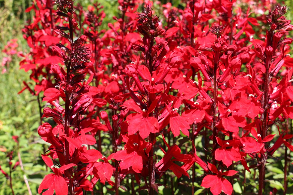Cardinal Flowers in vibrant red bloom on a sunny day.