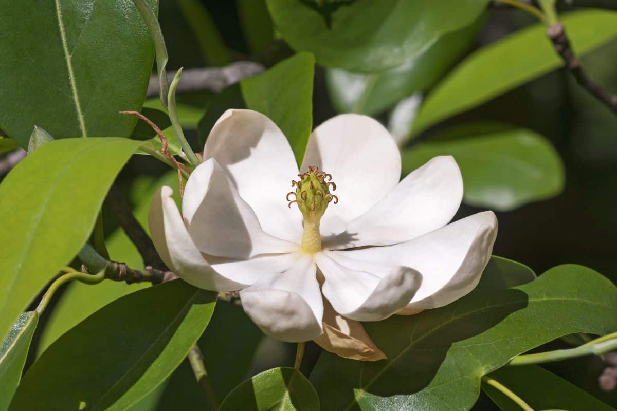 Sweetbay Magnolia (Magnolia virginiana) white flower.