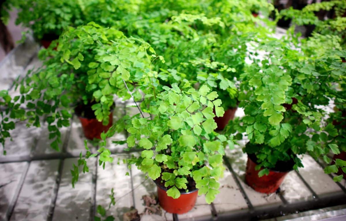 Maidenhair Ferns in pots in a greenhouse.