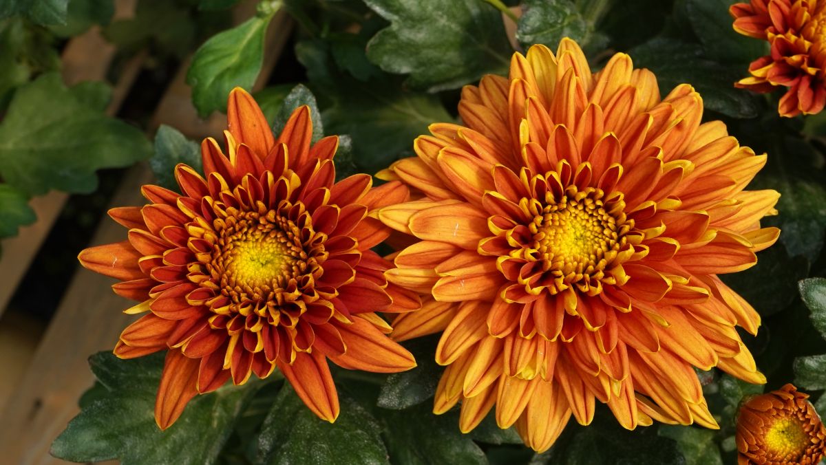 Hardy Mums in orange-brown bloom.