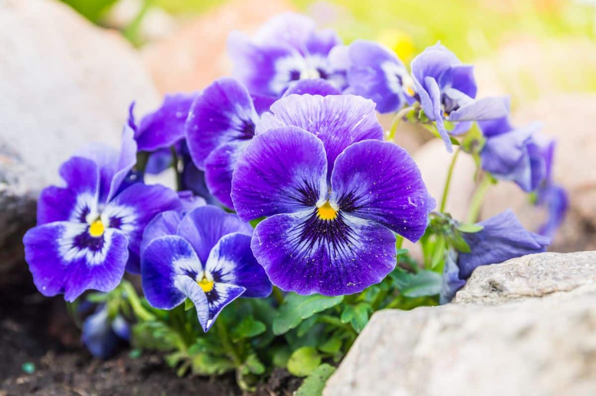 Beautiful vibrant-purple flowers of Pansies with yellow centers.
