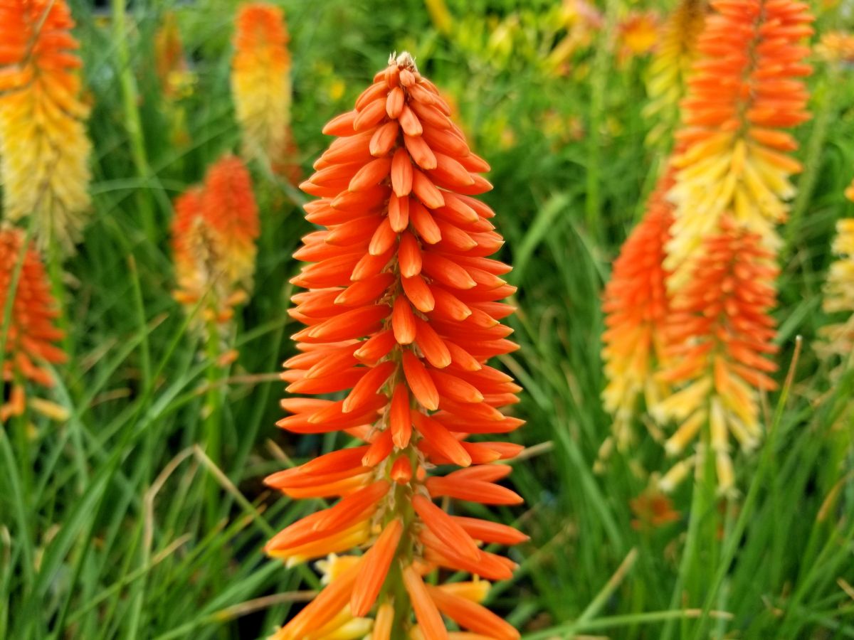 A close-up of Red Hot Poker stalk-like flowers.