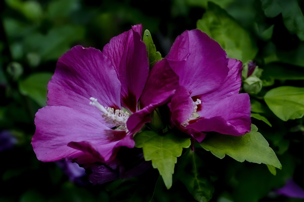 Rose of Sharon purple flowers with white centers.