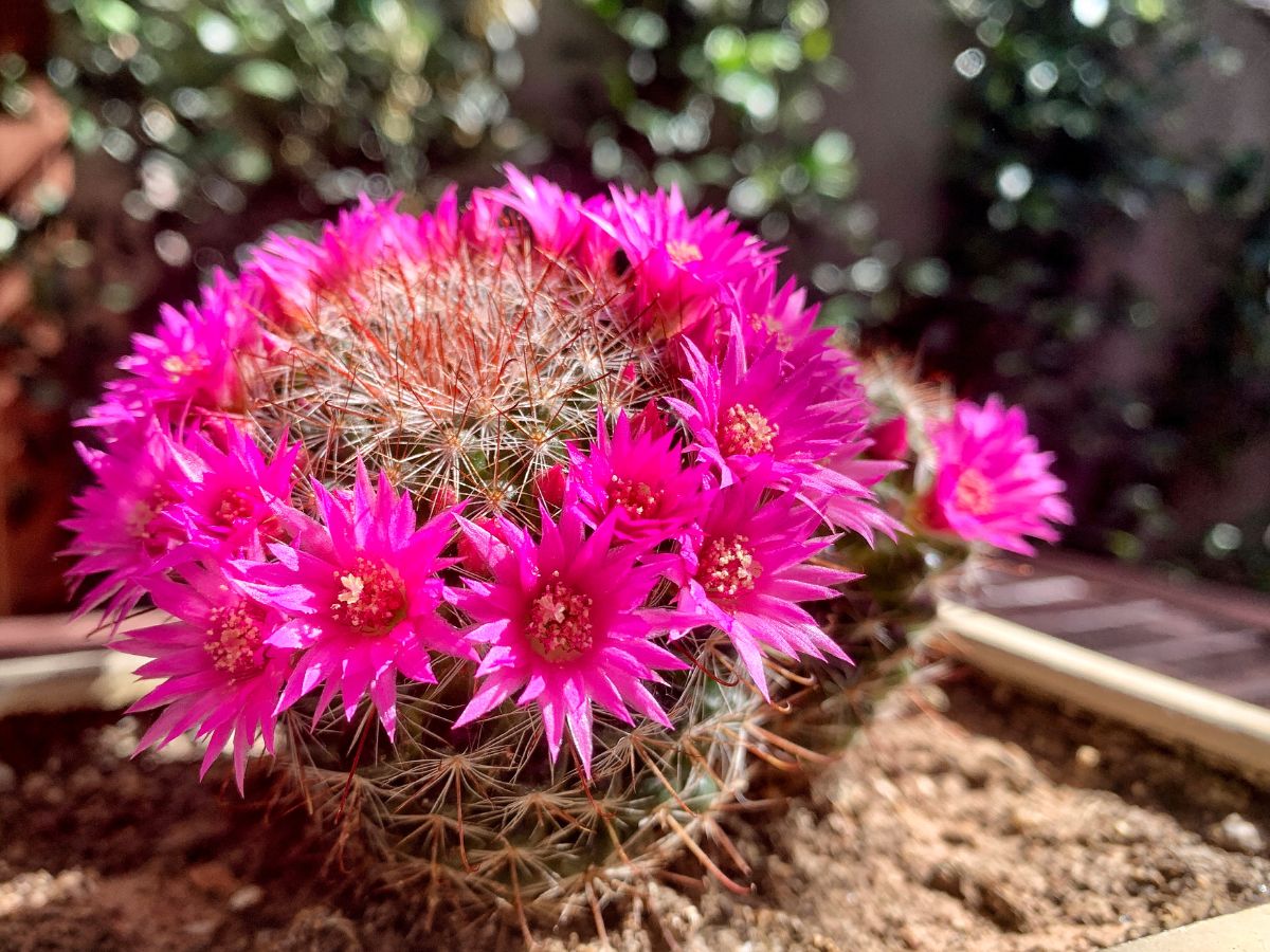 Rosy Pincushion Cactus with vibrant-purple flowers.