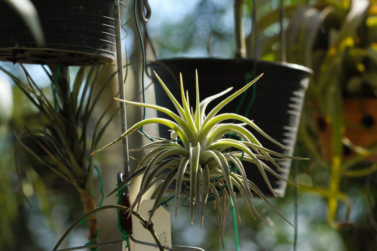 Tillandsia Didisticha hanging on a small construction on a sunny day.