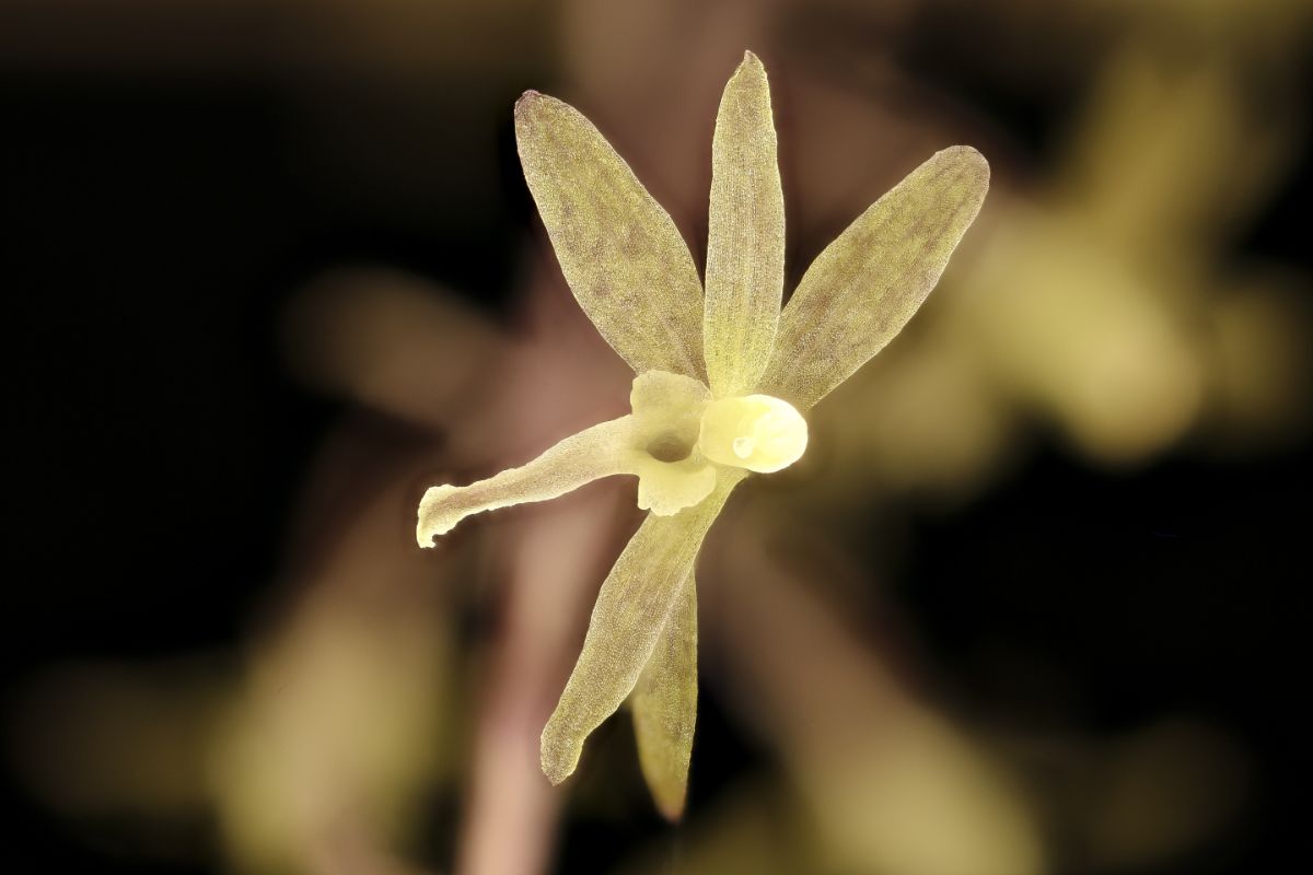 Tipularia Discolor yellow flower close-up.