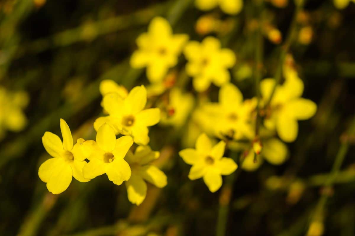 A close-up of Winter Jasmine with yellow flowers.