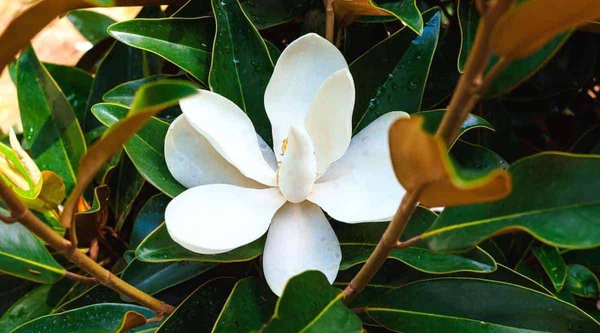 Baby Doll (magnolia Grandiflora' Baby Doll') white flower.