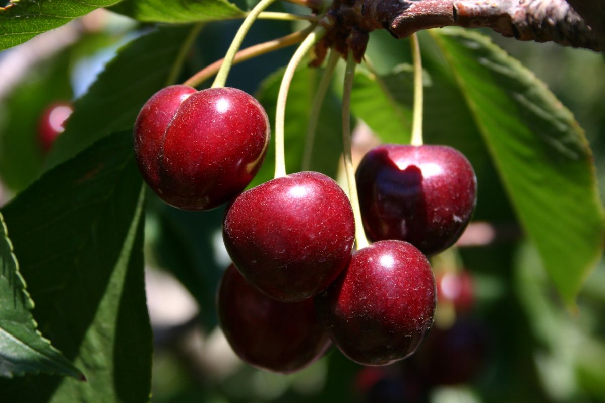 Ripe Bing cherries hanging on a branch.