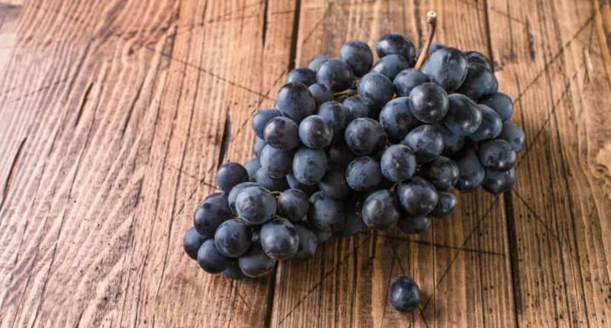 A ripe cluster of Black Monukka grape variety.
