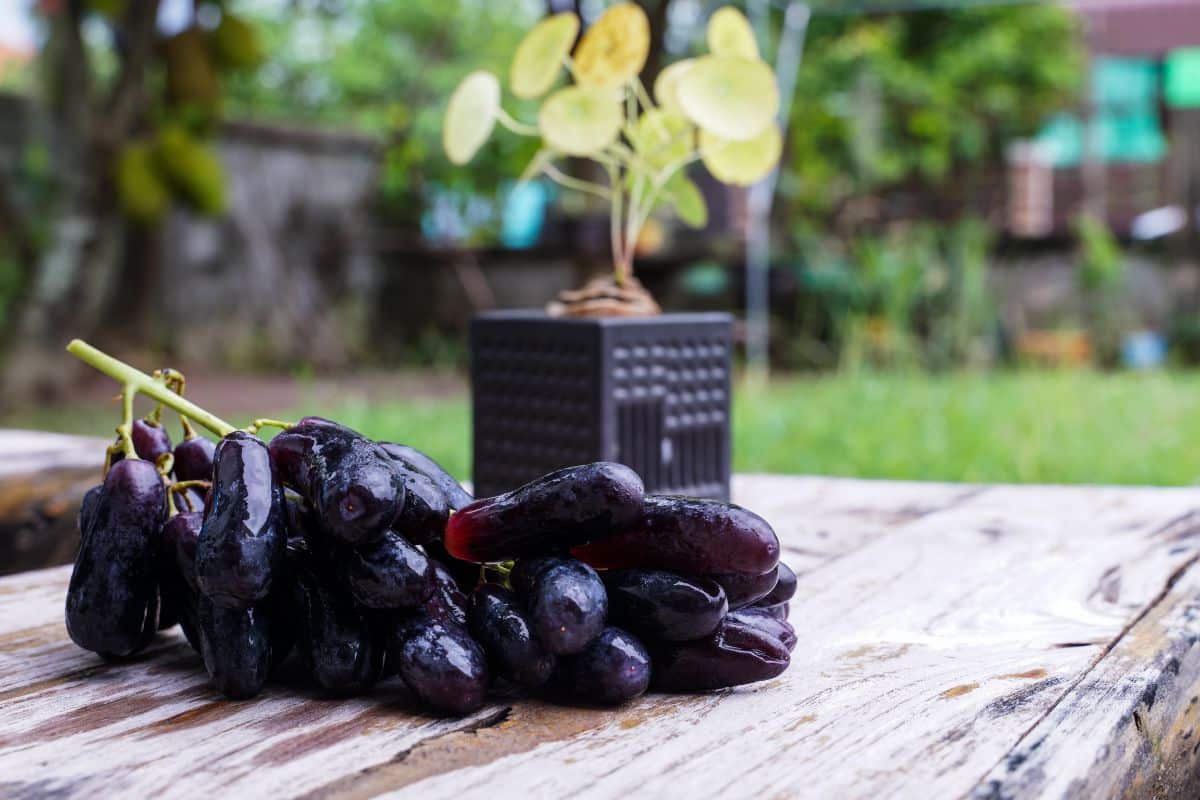 A cluster of ripe Black Sapphire Grapes on a wooden table with a seedling in the background.