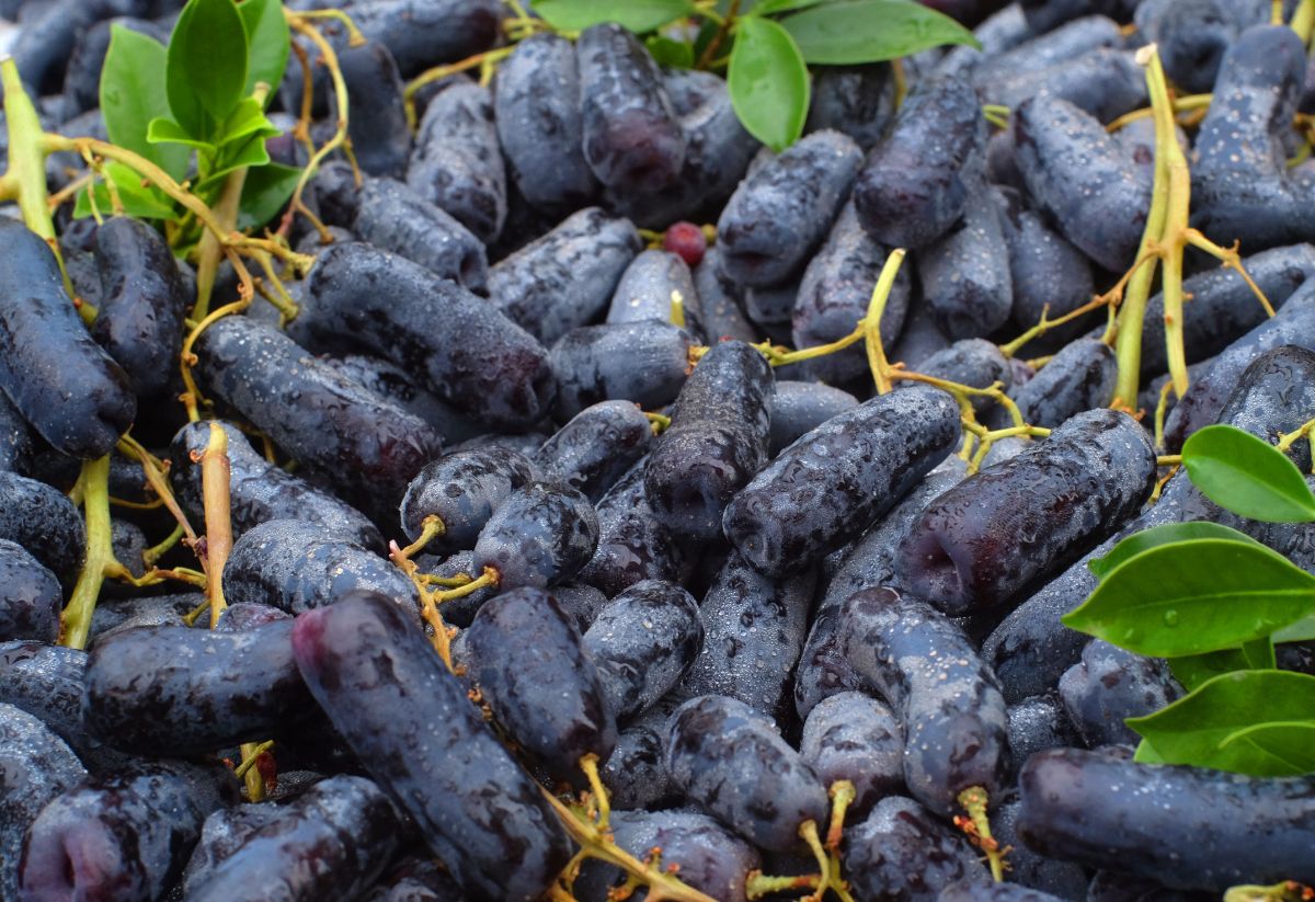 A bunch of ripe Black Sapphire Grapes.