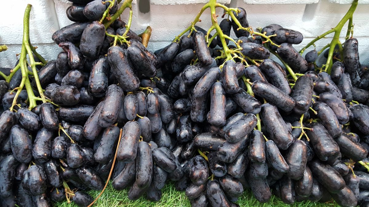 Clusters of ripe Black Sapphire Grapes on green grass.