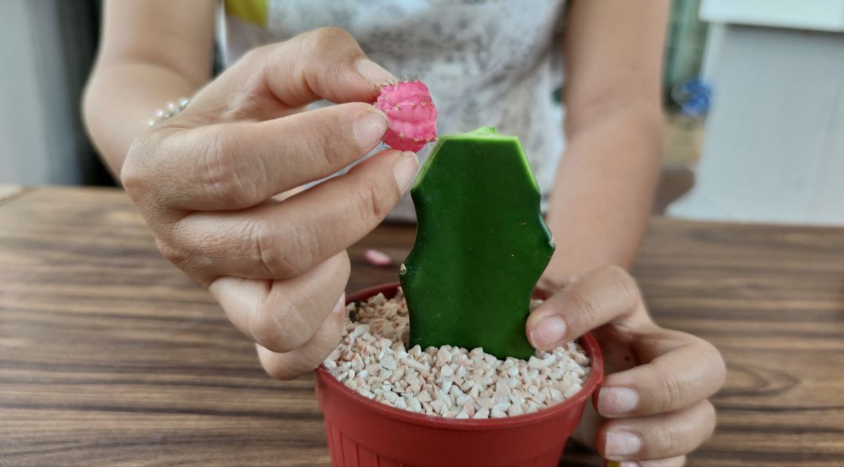 A woman grafting a cactus in a pot.