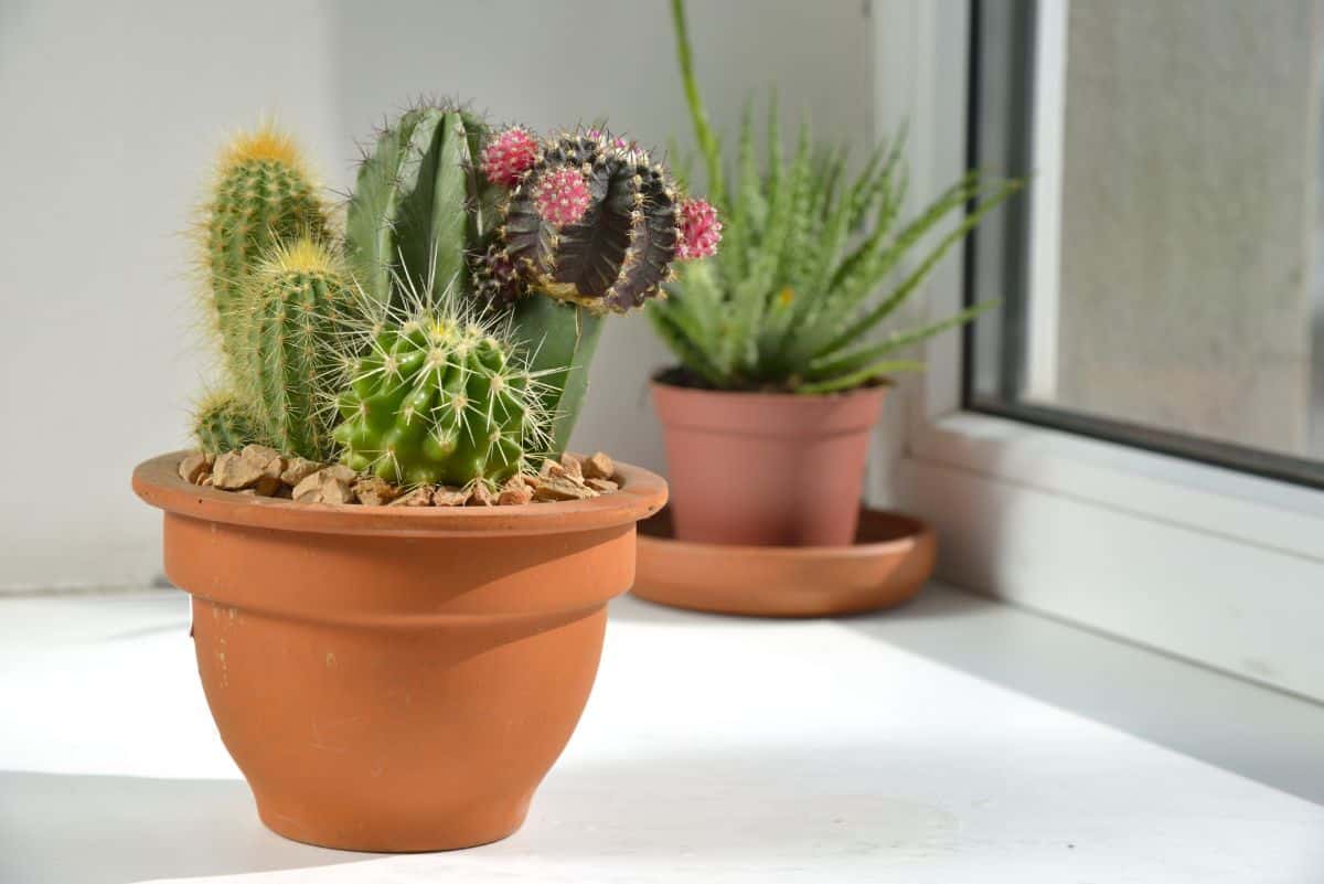 Cactuses in a terracotta pot on a windowsill.