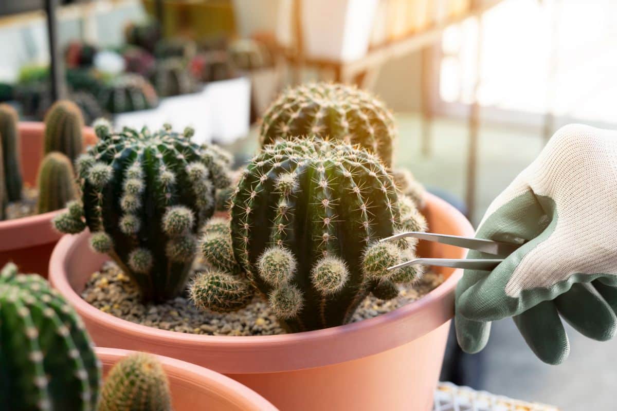 A hand with pliers taking care of a cactus in a pot.
