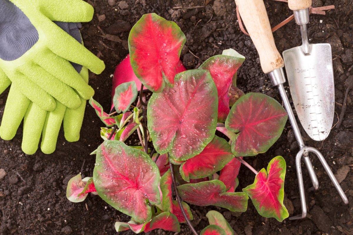 A caladium plant in a soil near gardening tools and gloves.