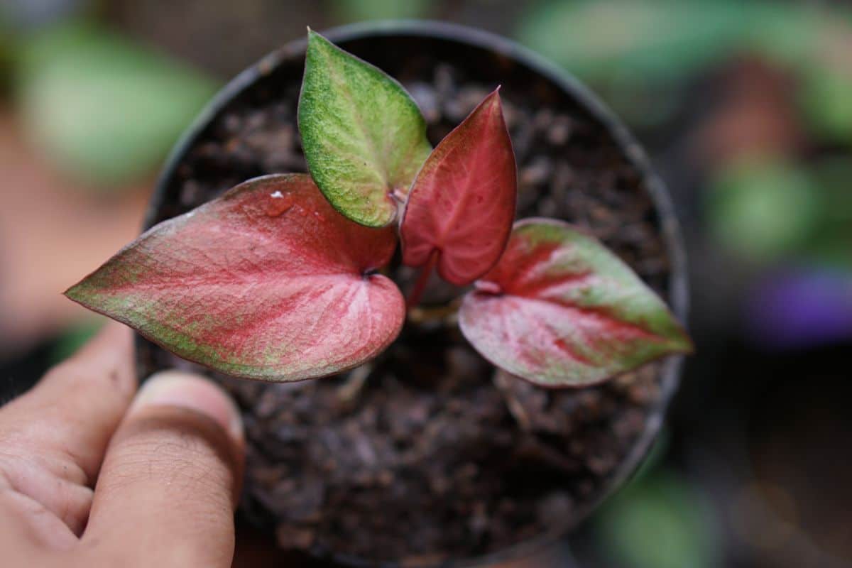 A hand holding a caladium seedling in a pot.