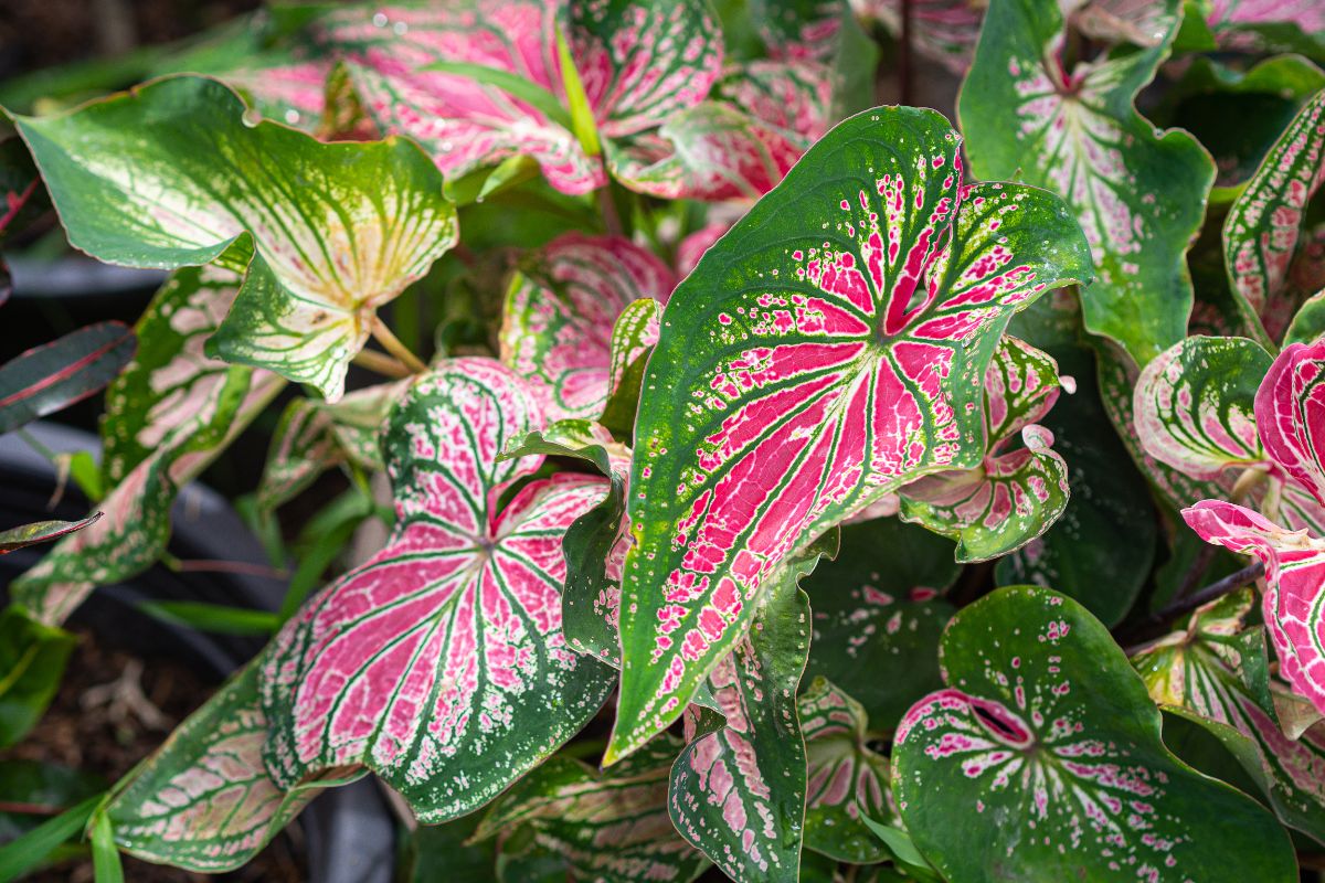 Caladium plants with pink-green foliage.