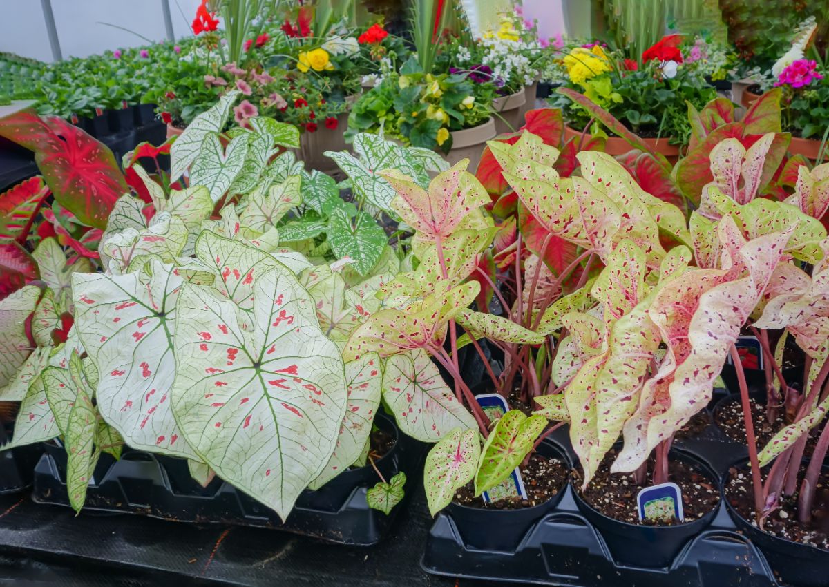 Caladium plants with beautiful foliage in pots.