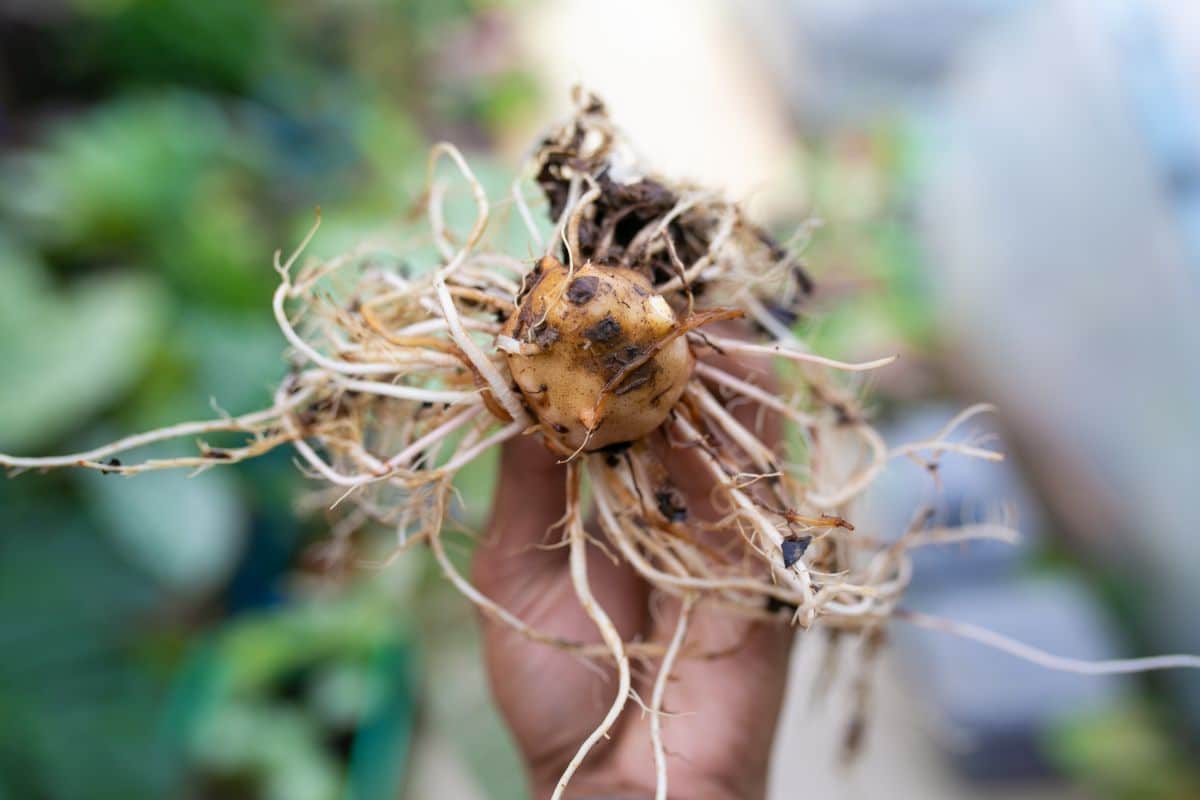 A hand holding a caladium plant root.