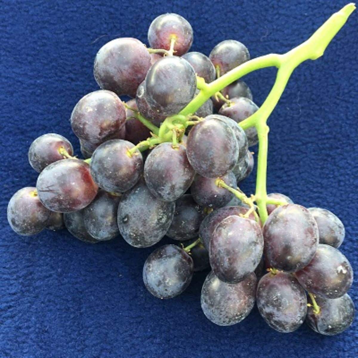 A cluster of a ripe Candy Dreams grape variety.